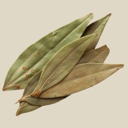 Cinnamomum tamala Exporter in Qatar