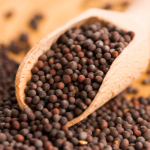 Black Mustard Supplier From India