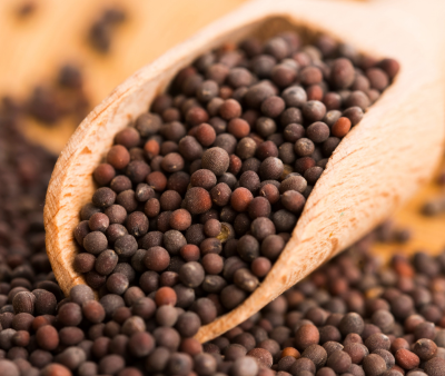 Black Mustard Supplier From India