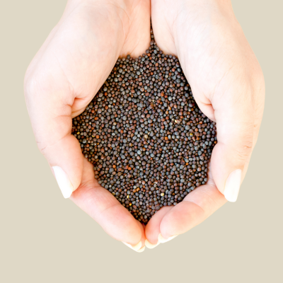 Black Mustard Exporter From India