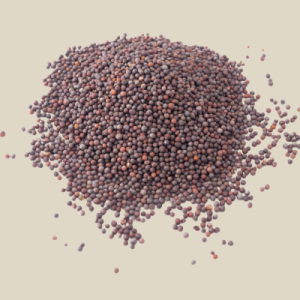 Black mustard Exporter in Spain