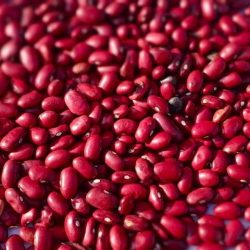 Kidney Beans exporter